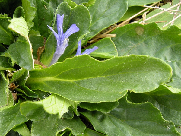Ajuga tenorei